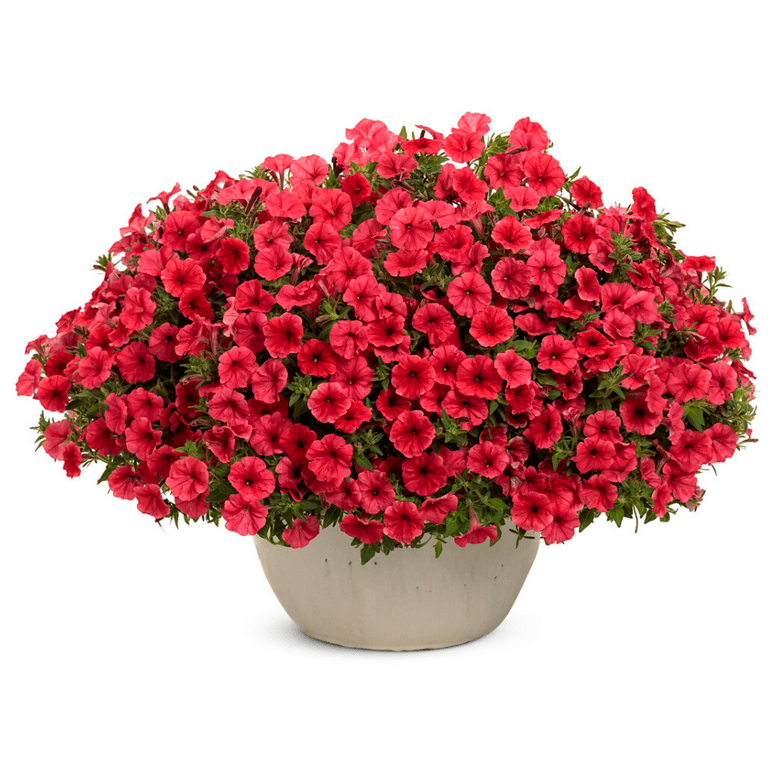 Proven Winners 4.25 in. Eco+Grande, Supertunia Mini Vista Scarlet