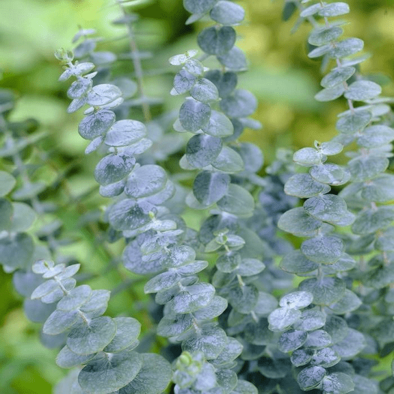 Baby Blue Eucalyptus Plant Live, Eucalyptus Houseplant for Planting Indoor in 2.5'' Pot