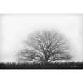 thumbnail image 3 of Deiter, Lori 14x11 Black Modern Framed Museum Art Print Titled - Foggy Old Tree, 3 of 5