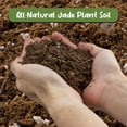 thumbnail image 3 of Jade Plant Potting Soil Mix (8 Quarts) Hand Blended Additive for Jade Succulents, 3 of 3