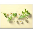 thumbnail image 4 of Wissotzky Chamomile With Nana Mint Tea, 1.32 oz, 4 of 7