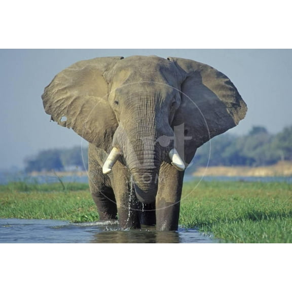 Large African Elephant Bull Feeding Along The, Animals Scenic Unframed Photographic Print Wall Art Sold by Art.Com