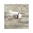 thumbnail image 3 of Pet Bandage Self-Adhesive Sport Strapping Tape Disposable Foot Wrapping Bandage, 3 of 4
