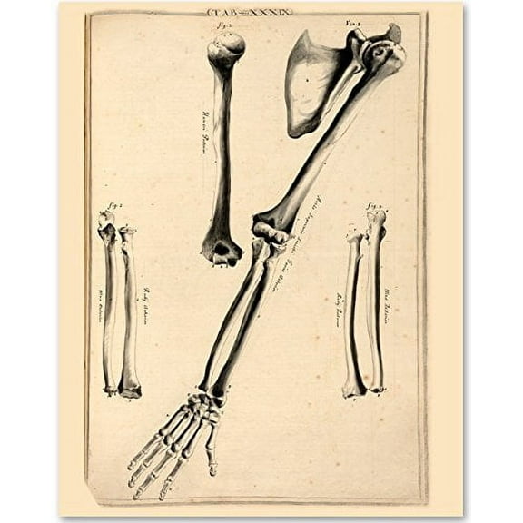 Arm Bones - 11x14 Unframed Art Print - Great Gift for Medical and Nursing Students