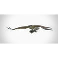 thumbnail image 3 of Brown, Jim 14x9 Black Modern Framed Museum Art Print Titled - Osprey With Lunch, 3 of 5