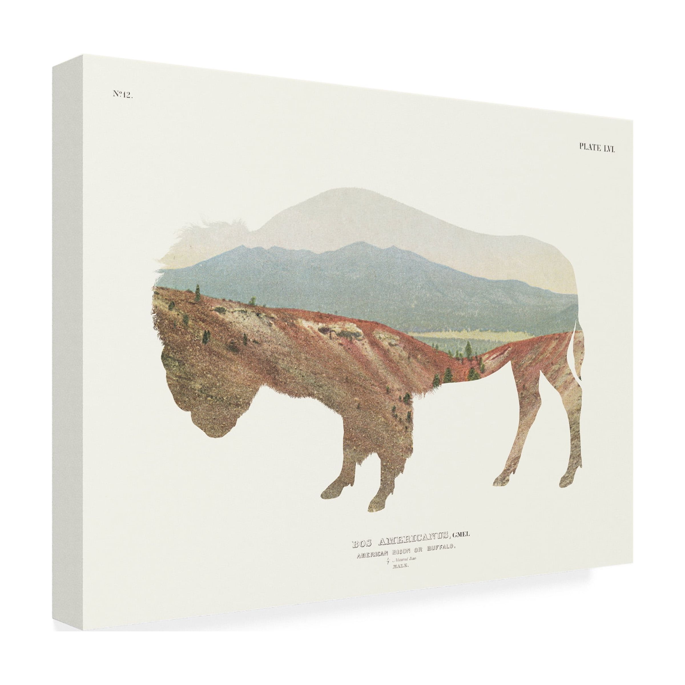 Trademark Fine Art 'American Southwest Buffalo' Canvas Art by Wild Apple Portfolio