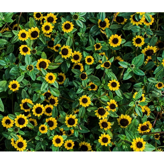 150 YELLOW CREEPING ZINNIA Sanvitalia Procumbens Seeds