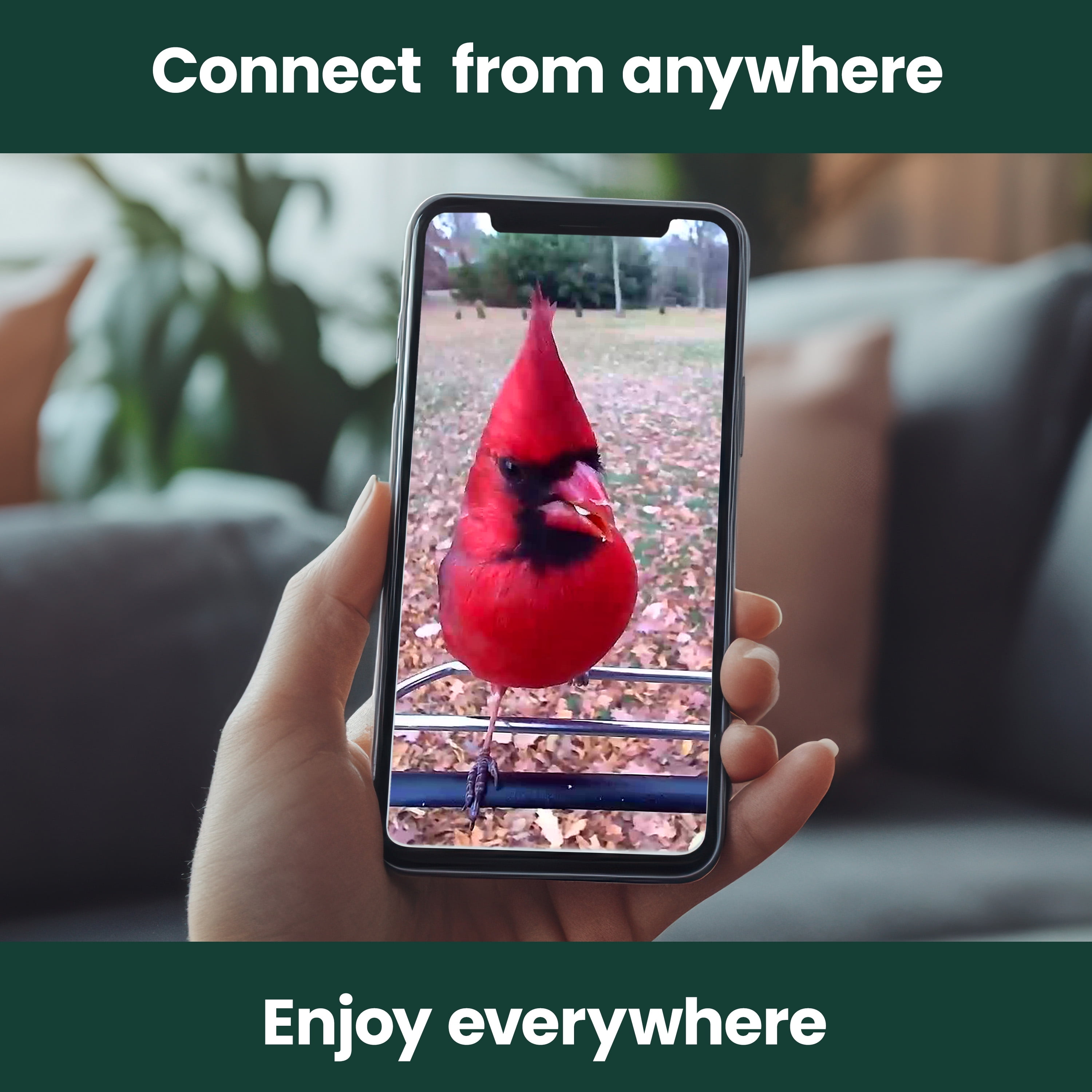 Perky-Pet Solar Powered Smart Bird Feeder with Camera