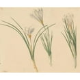thumbnail image 2 of Jan Weissenbruch 17x15 Black Ornate Wood Framed Double Matted Museum Art Print Titled - Three Studies of Crocuses (1811 - 1851), 2 of 5