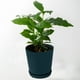 thumbnail image 5 of Macetas de plástico verde con base, almacenamiento de plantas de suculentas y bonsái, 5 of 7