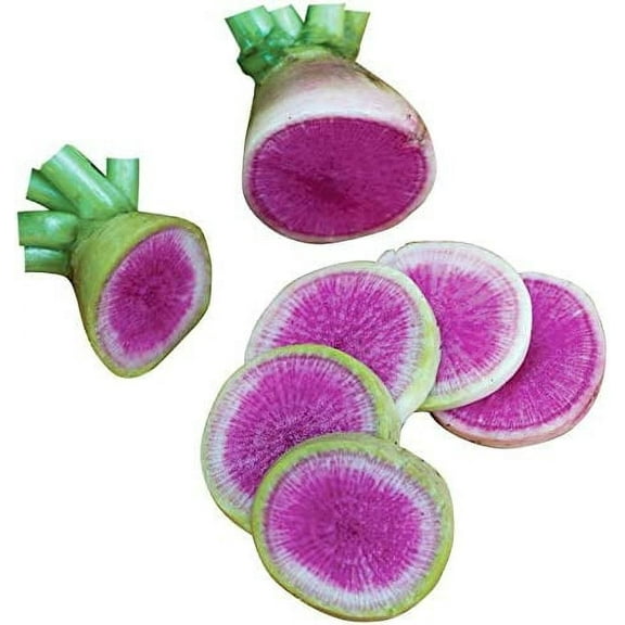 Watermelon Radish Seeds for Planting - 250  Seeds - Exotic Vegetable Seeds