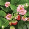 Proven Winners, Outdoor, Live Plants, Pink, Strawberry HB, 1.5G, Each