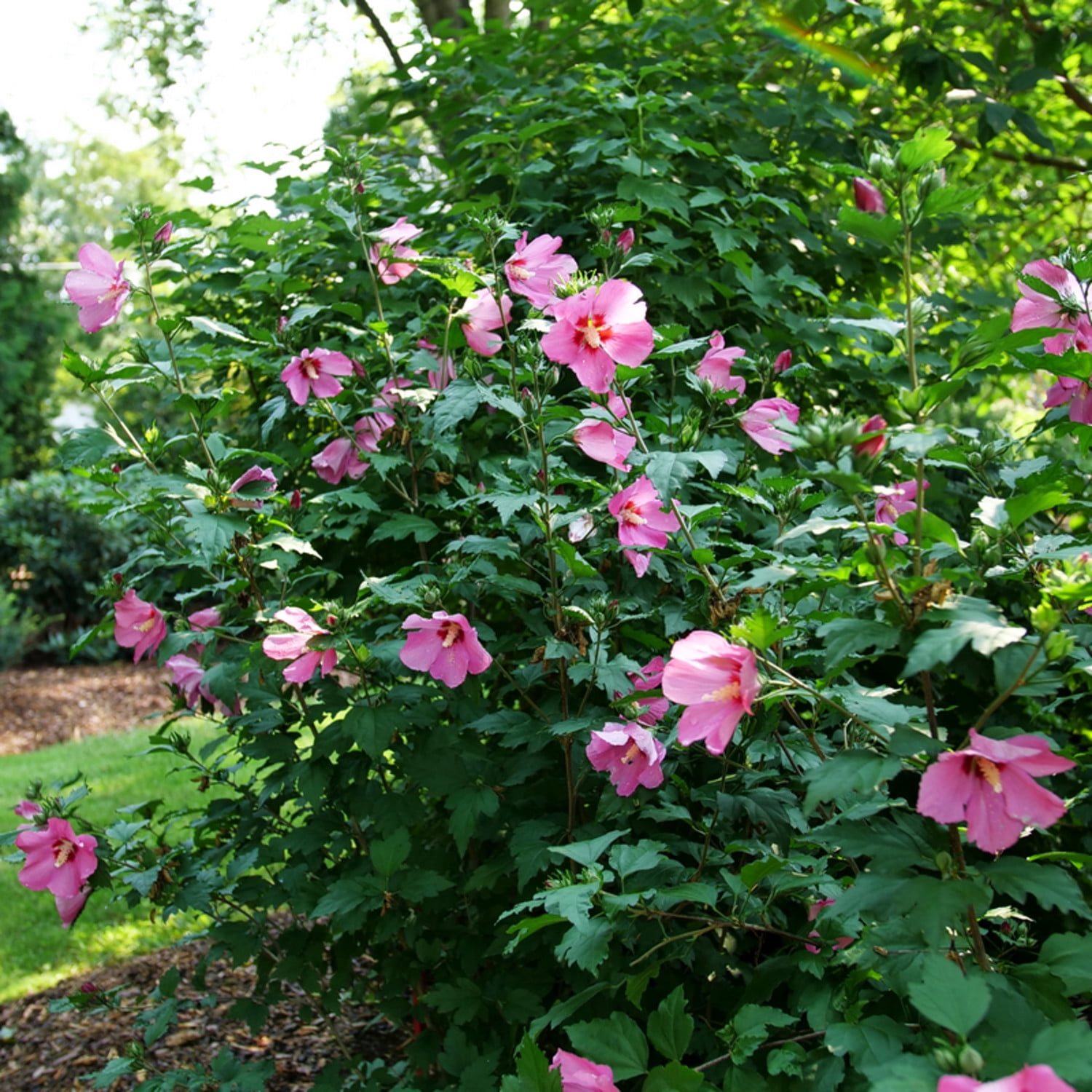 Proven Winners ColorChoice 5" Red Paraplu Rouge Rose of Sharon Live Plant in 4.5" Pot (4 Count)