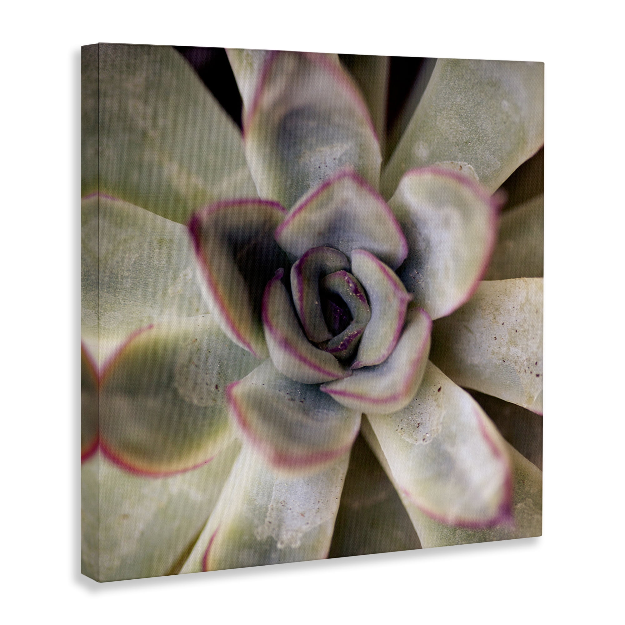 Stupell Industries Succulent Petals Pattern Plants & Flowers Photography Wrapped Canvas Art Print Wall Art, 17 x 17