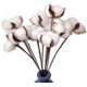 thumbnail image 1 of Paquete de 30 flores de algodón secas reales con tallo, 30 cm, 1 of 5