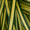 Green & Golden, variant on Southern Living EverColor Everest Carex 'Sedge' Live Perennial Ornamental Grass in 2.5-Quart Grower Pot