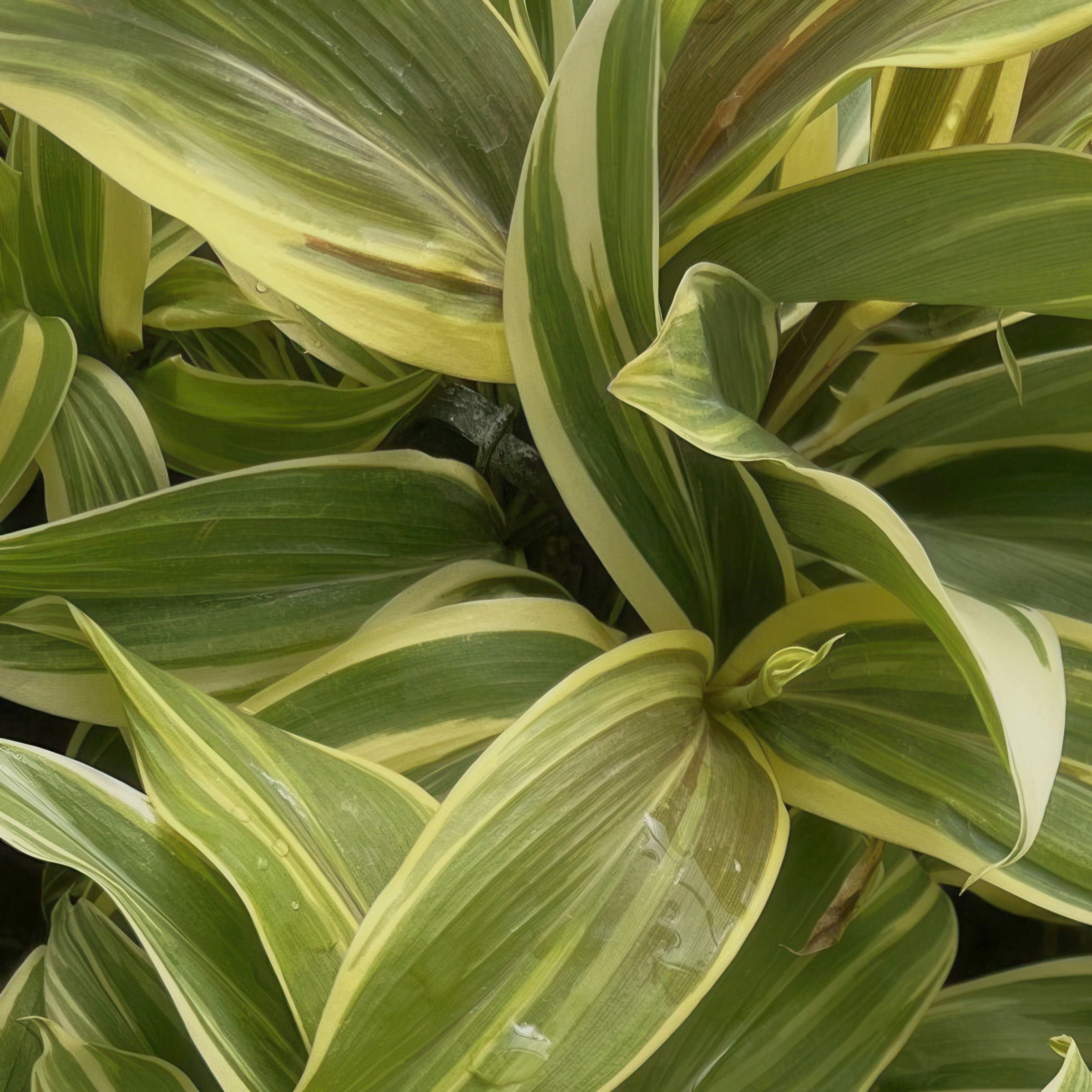 National Plant Network 1 gal. Cordyline Chocolate Queen