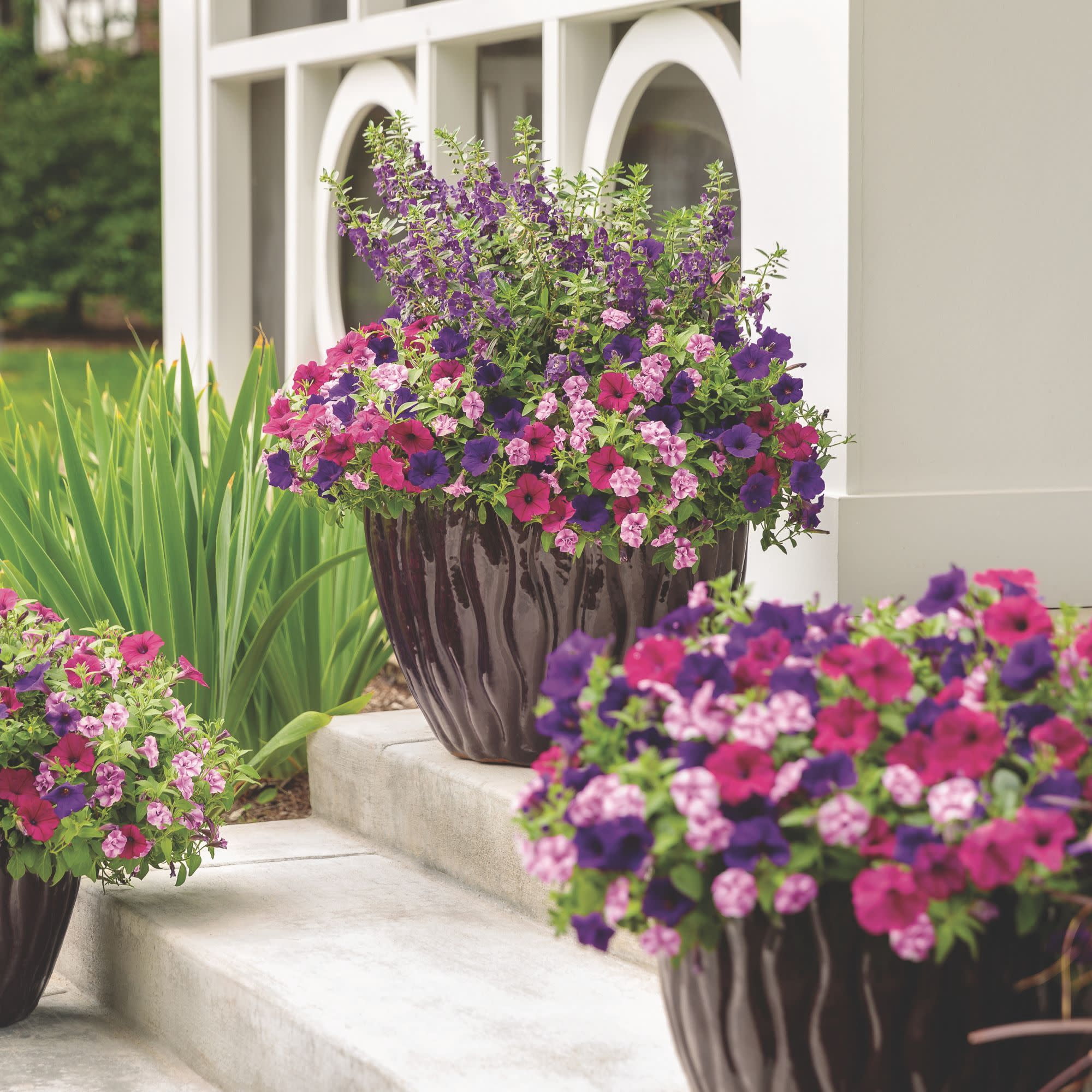 Proven Winners 4" Angelface Blue Summer Snapdragon Live Plant in 4.25" Pot (4 Count)