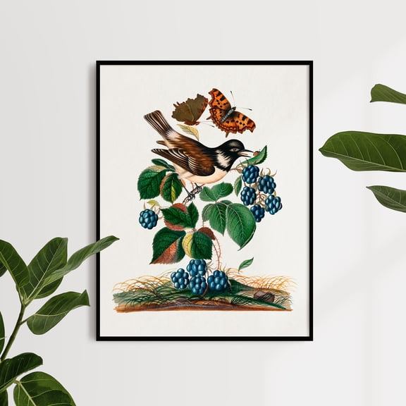 White-cheeked Starling, Bramble and Eurasian Comma and Seven-Spotted Ladybird Beetle on Leaf - 1768 | James Bolton | Premium Fine Art Print | 18th Century English | Botany Art | Botanical