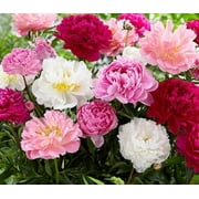 Mixed Color Peony Roots for Planting - Grow Beautiful Perennial Peony Flowers (5 Peony Plants)