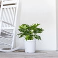 thumbnail image 3 of United Nursery Live Philodendron Selloum Plant 24-30 inches Tall in 9.25 inch Grower Pot, 3 of 7