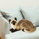 thumbnail image 3 of Juguete de peluche Gato suave Yotijar Acolchado de felpa Simulación gatos siameses para niñas, 3 of 8