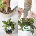 thumbnail image 4 of 4 Stck 40 Cm Pflanzstab Kokos Moosstab,moosstange Pflanze Totemfr Kletterpflanzen Monstera Pothos Ranken Mit 100 Twist Ties,1m Langem Bindeband 10 Pla, 4 of 5