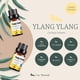 thumbnail image 4 of Aceites Esenciales Ylang Ylang Natural UVa Natural Conjunto de Difusores y Humidificadores 10 ML con, 4 of 6