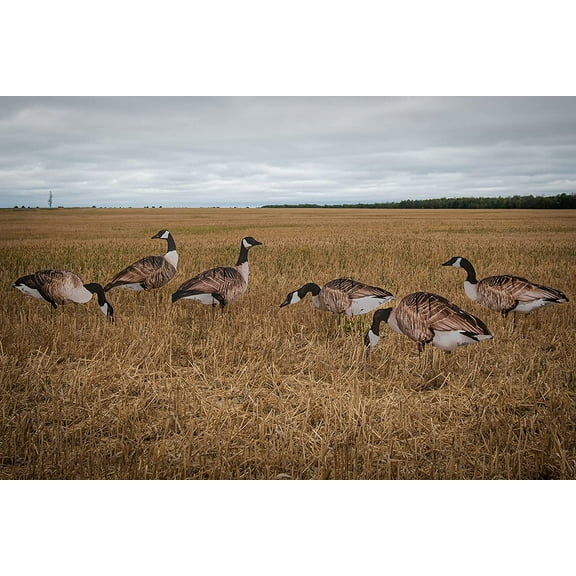 1 Doz Vivid Series Silhouette Decoys
