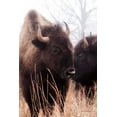 thumbnail image 2 of Van Swearingen, Debra 23x32 Gold Ornate Wood Framed with Double Matting Museum Art Print Titled - American Bison VI, 2 of 4
