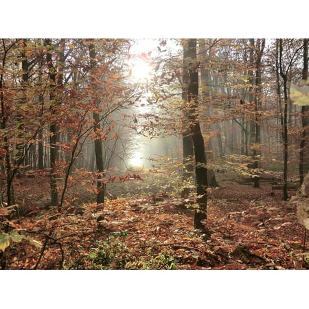 - Peel-n-Stick Poster of Forest Trees Back Light Glade Leaves Autumn Poster 24x16 Adhesive Sticker Poster Print