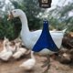 thumbnail image 4 of Báscula electrónica para aves de corral, bolsa para pesar pollos, soporte con báscula, tamaño S, 4 of 5