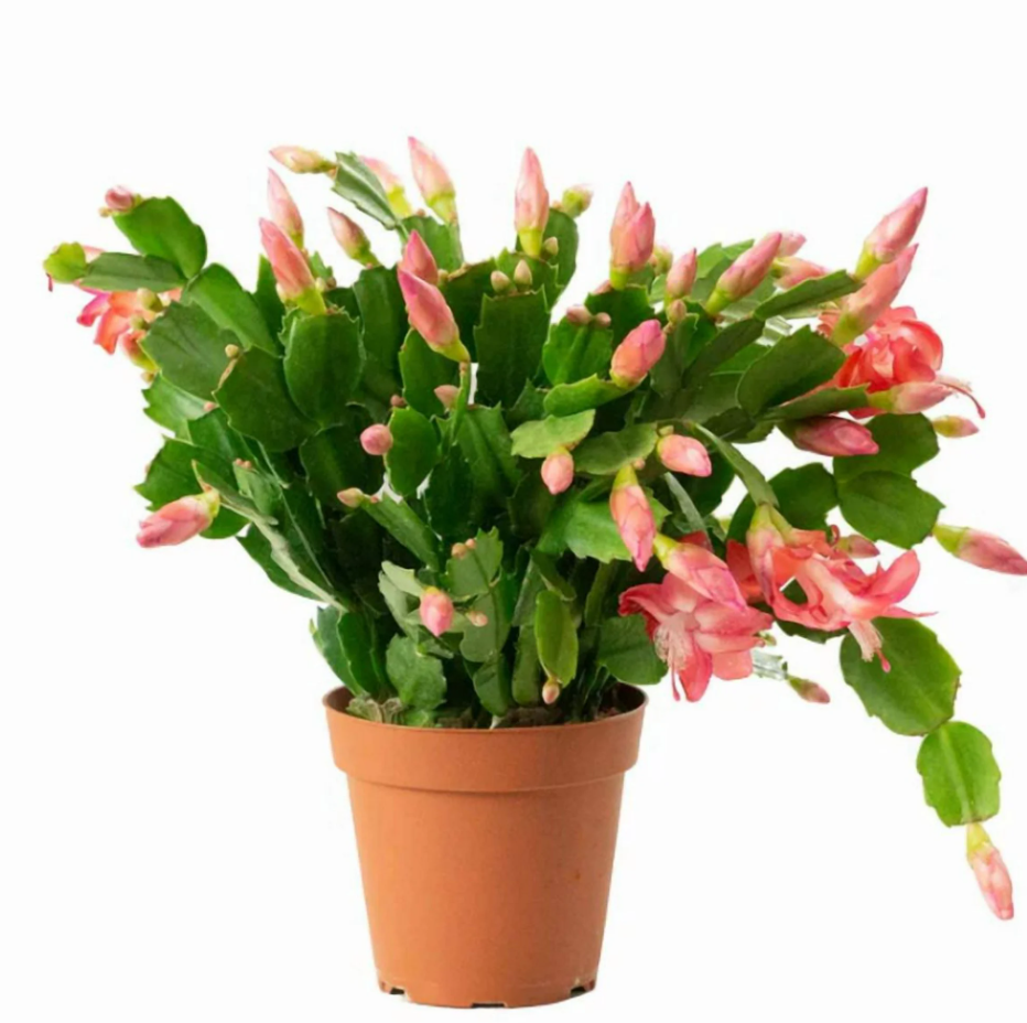 Salmon Christmas Cactus Live Plants, Holiday Cactus Plants Schlumbergera Flower Plants for Indoor Outdoor 4 to 6 Inc Tall, 2 Plants Per Pot