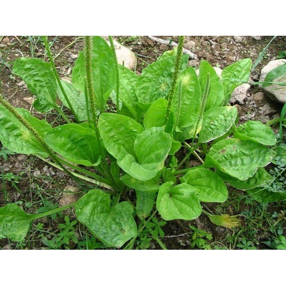 500 Seeds Broadleaf Plantain seeds Plantago MVR1 major Organic Herb Plant Seed Ma De Seeds
