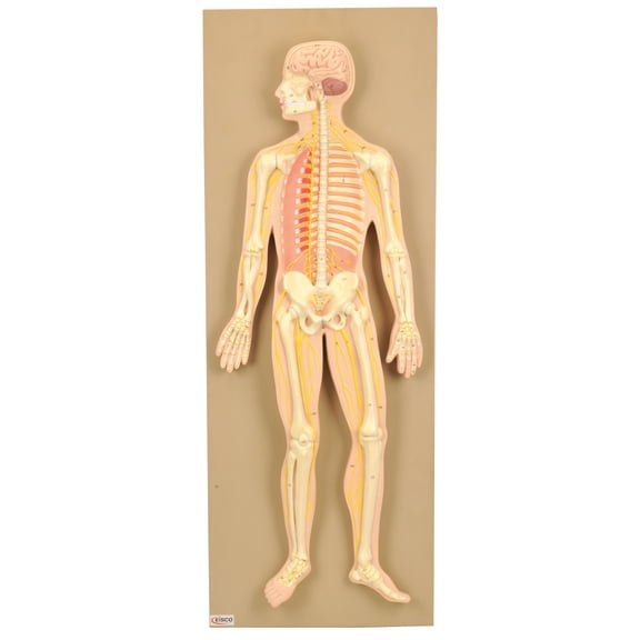 Eisco AM101AS Model, Human Nervous System, Brain