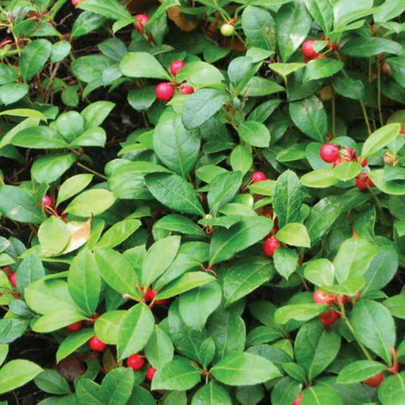Amoretti - Natural Wintergreen Extract Water Soluble 6.5 lbs - Highly Concentrated & Perfect For Pastry, Savory, Brewing, and more, Preservative Free, Vegan, Kosher Pareve, Keto Friendly