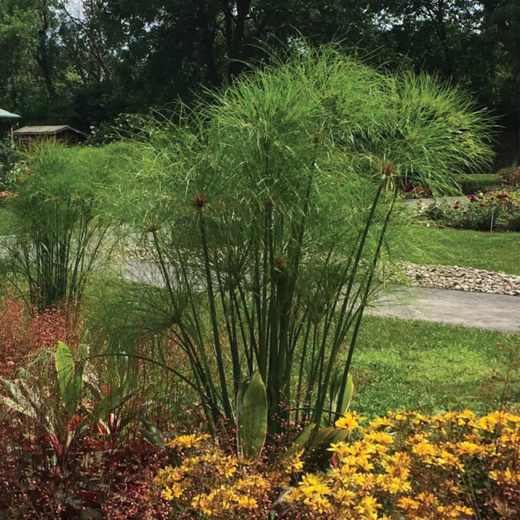 Nile Queen Papyrus  3 Live Plants  Cyperus Shade & Wet Tolerant Aquatic Foliage