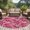 Pink, variant on Round Area Rug 8 Ft, Cherry Blossom Washable Non-Slip Circle Carpet for Living Room/Bedroom, Spring Watercolor Flowers Modern Abstract Art Collection Low-Profile Large Area Rugs for Indoor