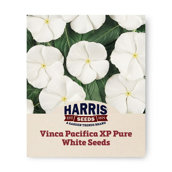 Harris Seeds - Vinca Pacifica XP Pure White Seeds - Large Blooms - 500 Seeds