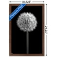 thumbnail image 3 of Tom Quartermaine - Black and White Dandelion Wall Poster, 14.725" x 22.375", Framed, 3 of 3