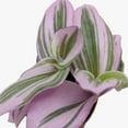 thumbnail image 3 of Tradescantia 'Nanouk', 2" Pot, Indoor Houseplant, Easy Care, Live Plant for Indoor & Outdoor, 3 of 4