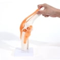 thumbnail image 2 of Modelo anatómico de articulación de rodilla médica con ligamentos, tamaño natural, para la enseñanza médica, el estudio de estudiantes, la educación científica, 2 of 5