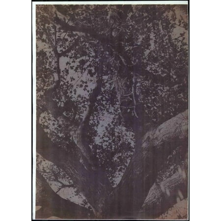 (Custom Reprint) Yearbook: 1942 Occidental College - La Encina Yearbook (Los Angeles CA)