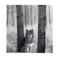 thumbnail image 1 of Juego de 2 cortinas opacas con estampado 3D de animales para adolescentes, 33 de ancho x 79 de largo Lobo gris, 1 of 9