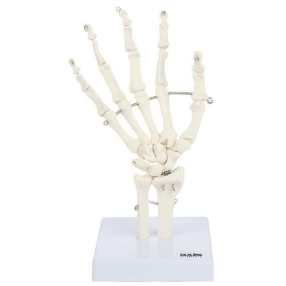 Axis Scientific Skeletal Hand with Wrist, Ulna, and Radius, Fully Articulated Flexible Hand Skeleton is Secured with Wire to Demonstrate Movement, Includes Base for Demonstration and Study