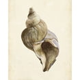 thumbnail image 2 of Wang, Melissa 15x18 White Modern Wood Framed Museum Art Print Titled - 3-UP Watercolor Seashell II, 2 of 4