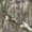 Mossy Oak® Obsession®, variant on DSG Outerwear Women's Bexley 3.0 Ripstop Tech Hunting Shirt Realtree APX XL