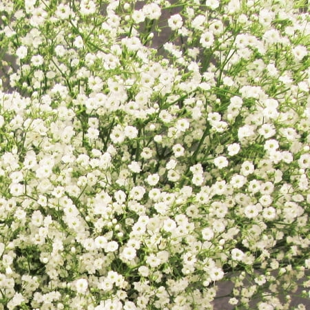 TomorrowSeeds - Elegant Baby s Breath Seeds - 18 000+ Count - For 2026 Planting Showy