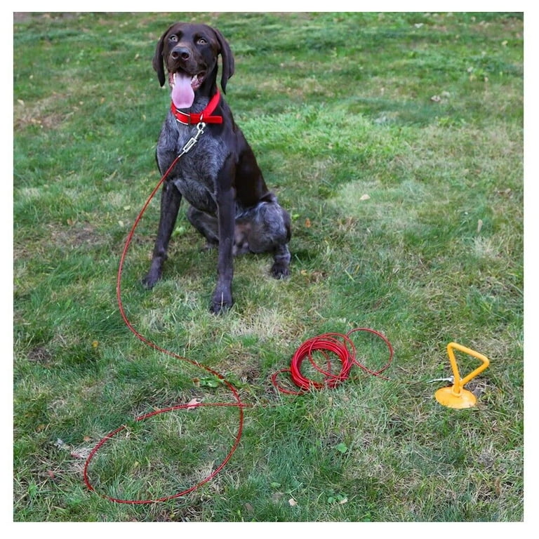 Best dog tie out stake 2025