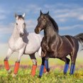 thumbnail image 4 of mmirethe Protection Durable pour Jambes de Cheval en Maille, Sûr et Confortable, Noir, 4 of 6